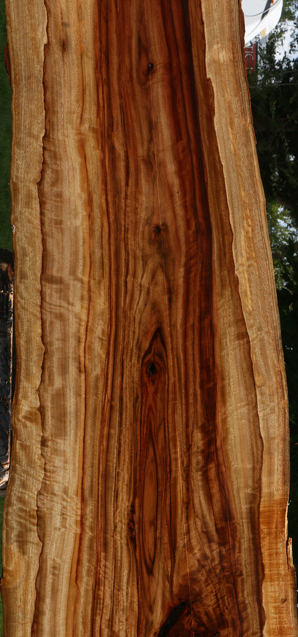 Extra Fancy Camphor Live Edge Lumber