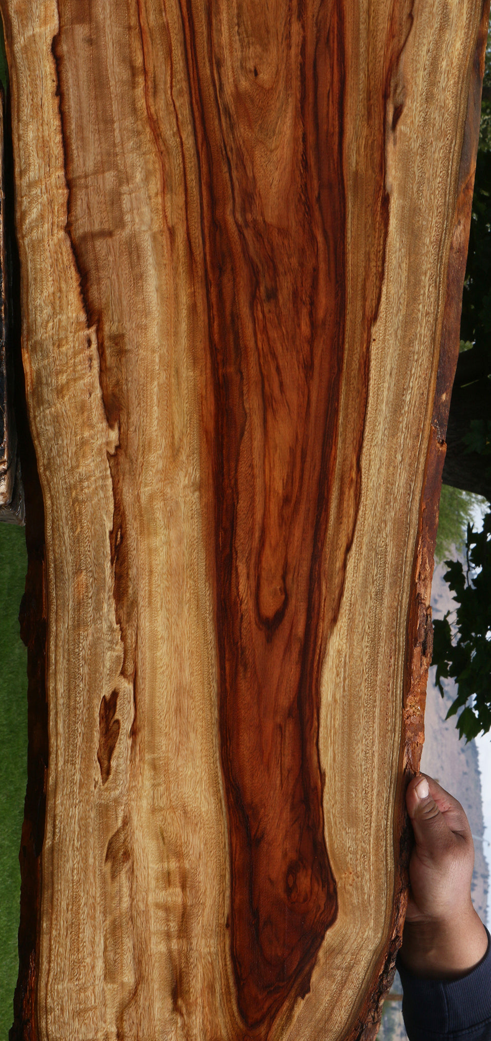 Extra Fancy Camphor Live Edge Lumber
