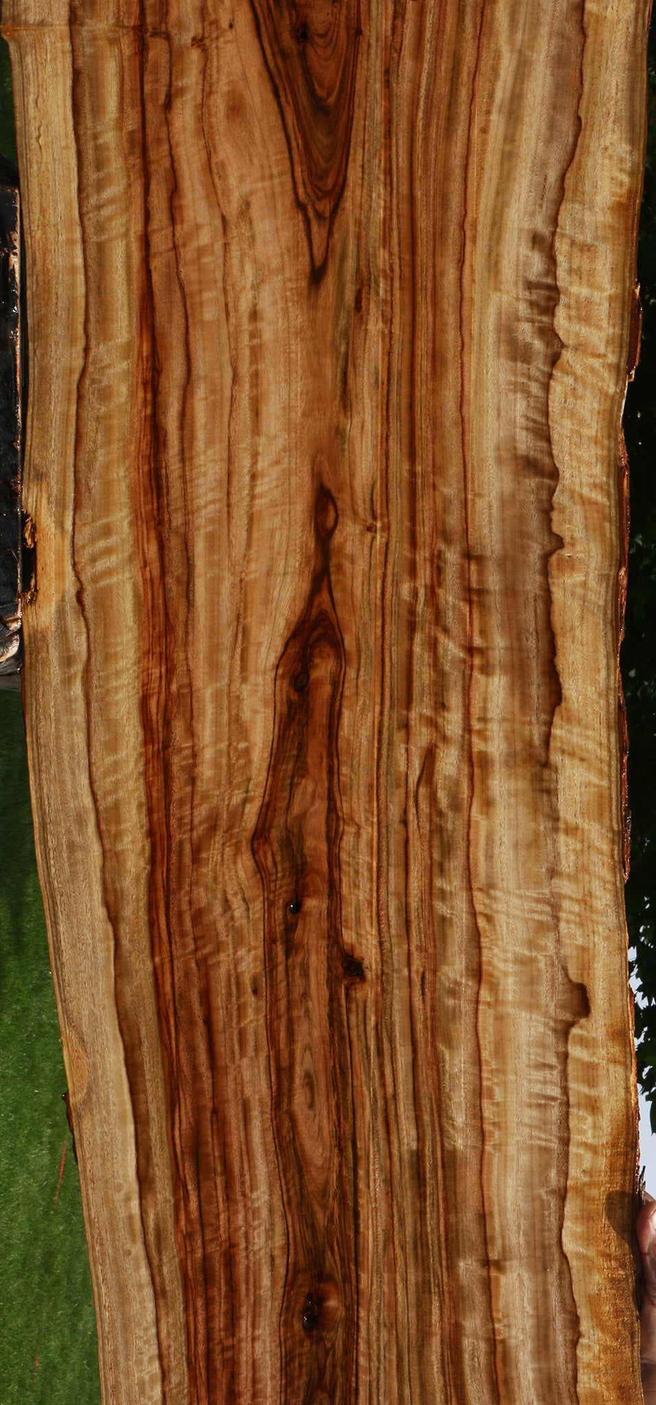 Extra Fancy Camphor Live Edge Lumber