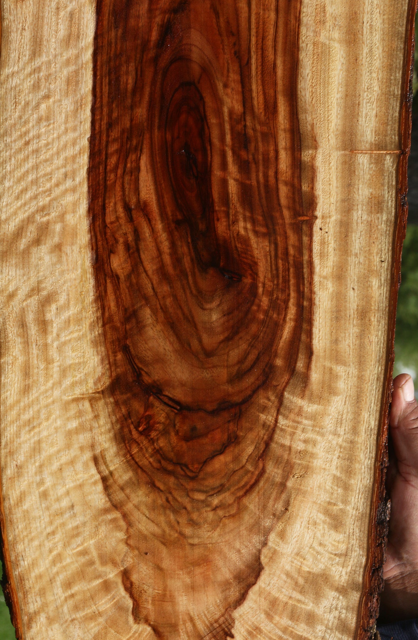 Extra Fancy Camphor Live Edge Lumber