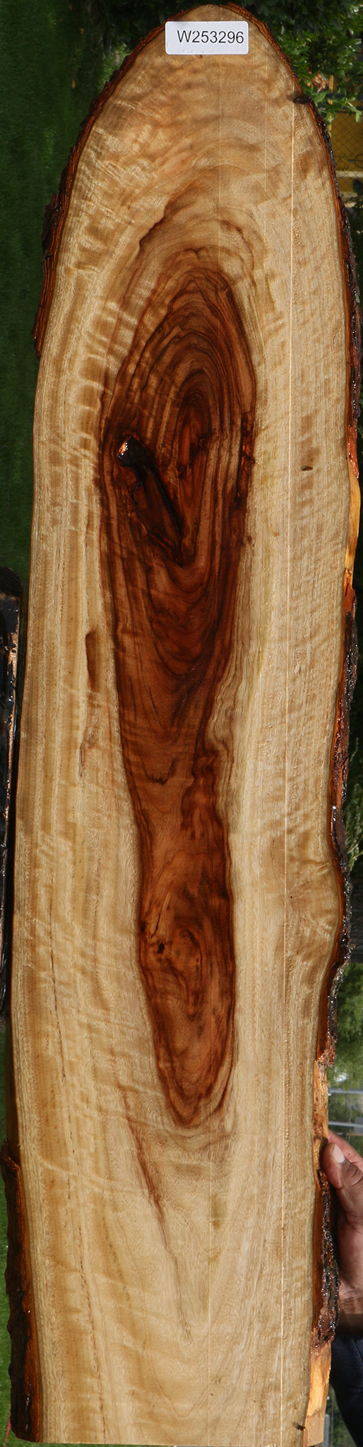 Extra Fancy Camphor Live Edge Lumber
