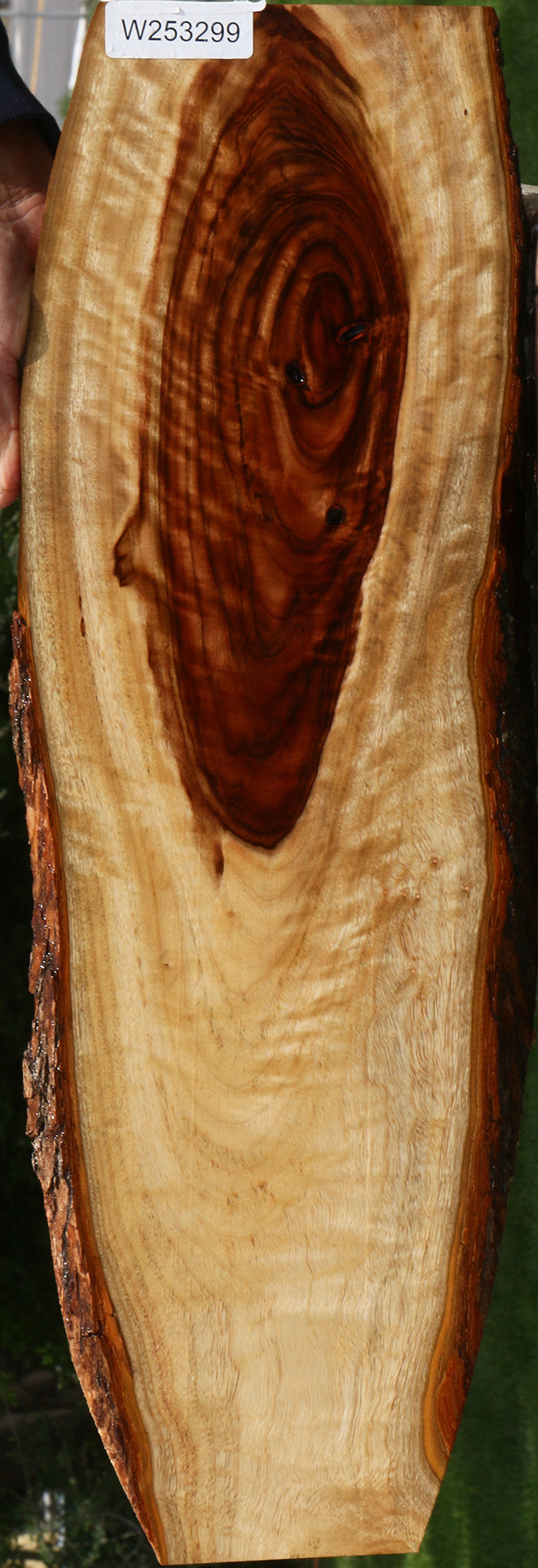 Figured Camphor Live Edge Lumber