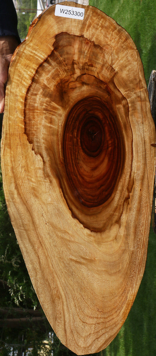 Extra Fancy Camphor Lumber