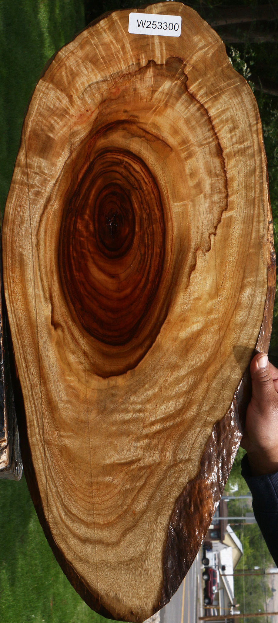 Extra Fancy Camphor Lumber