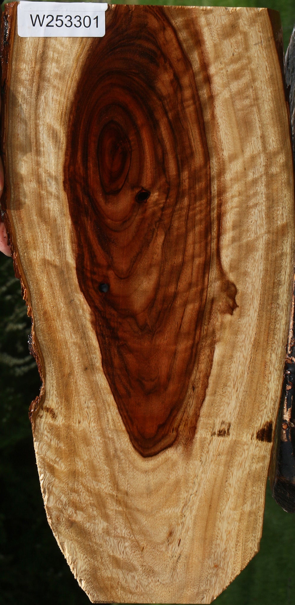 Figured Camphor Live Edge Lumber