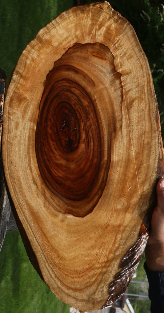 Extra Fancy Camphor Lumber