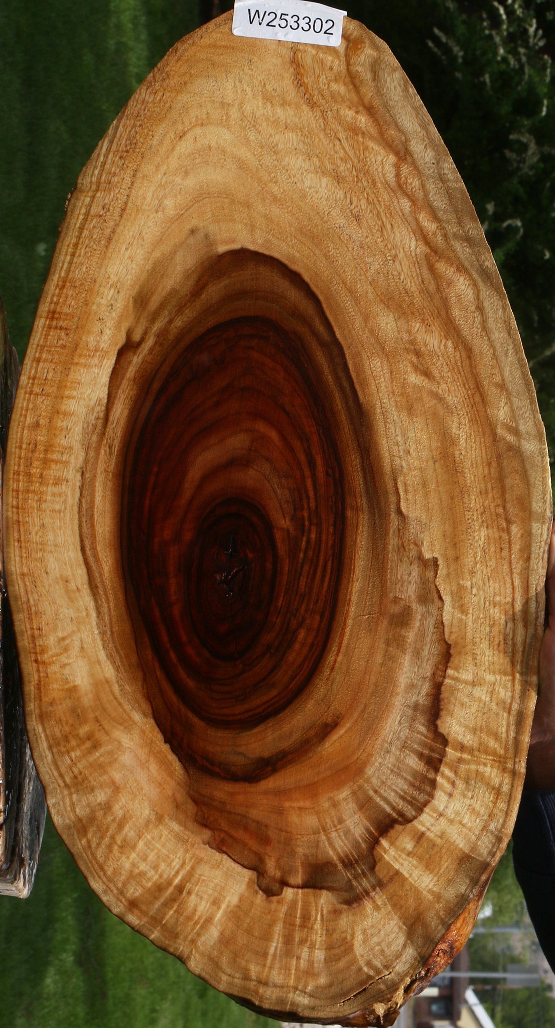 Extra Fancy Camphor Lumber