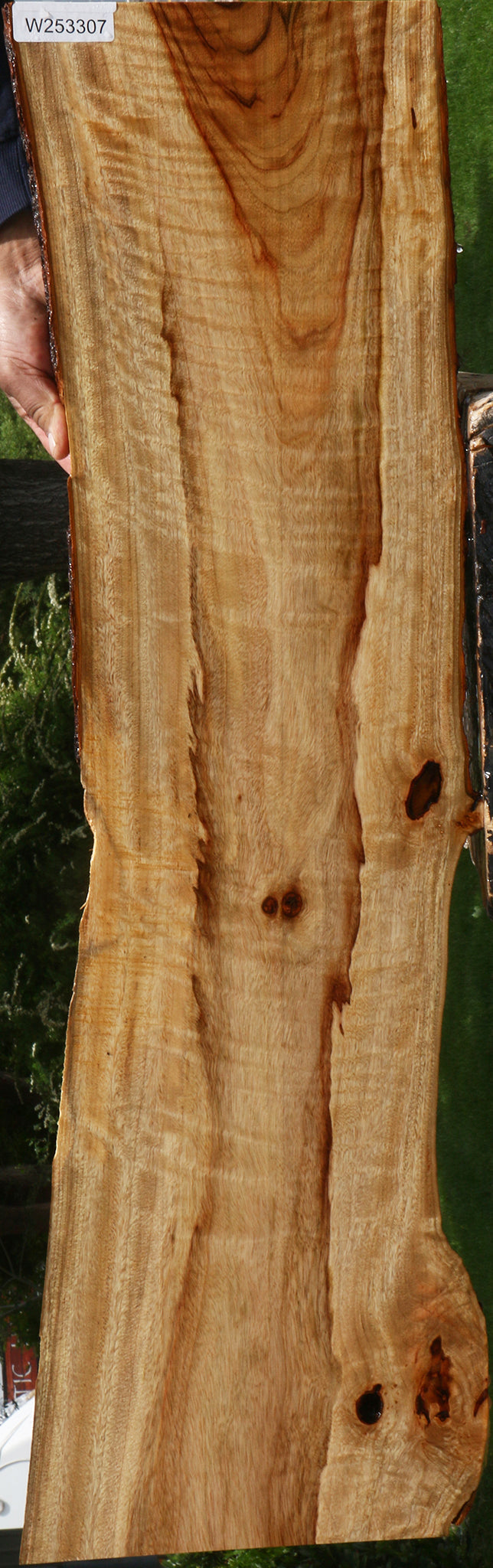 Figured Camphor Live Edge Lumber