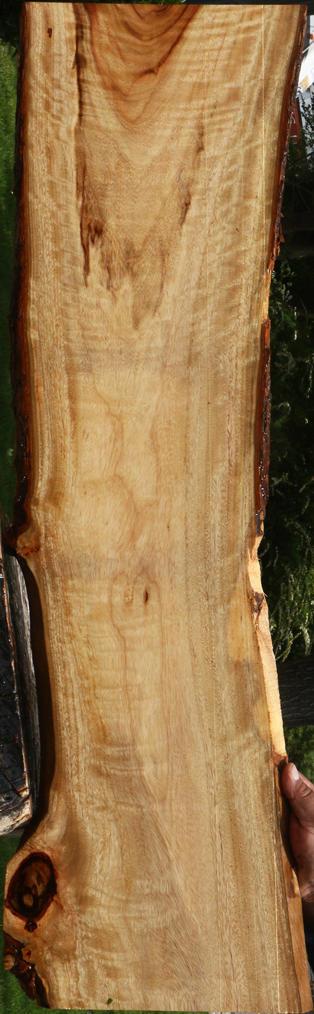 Figured Camphor Live Edge Lumber