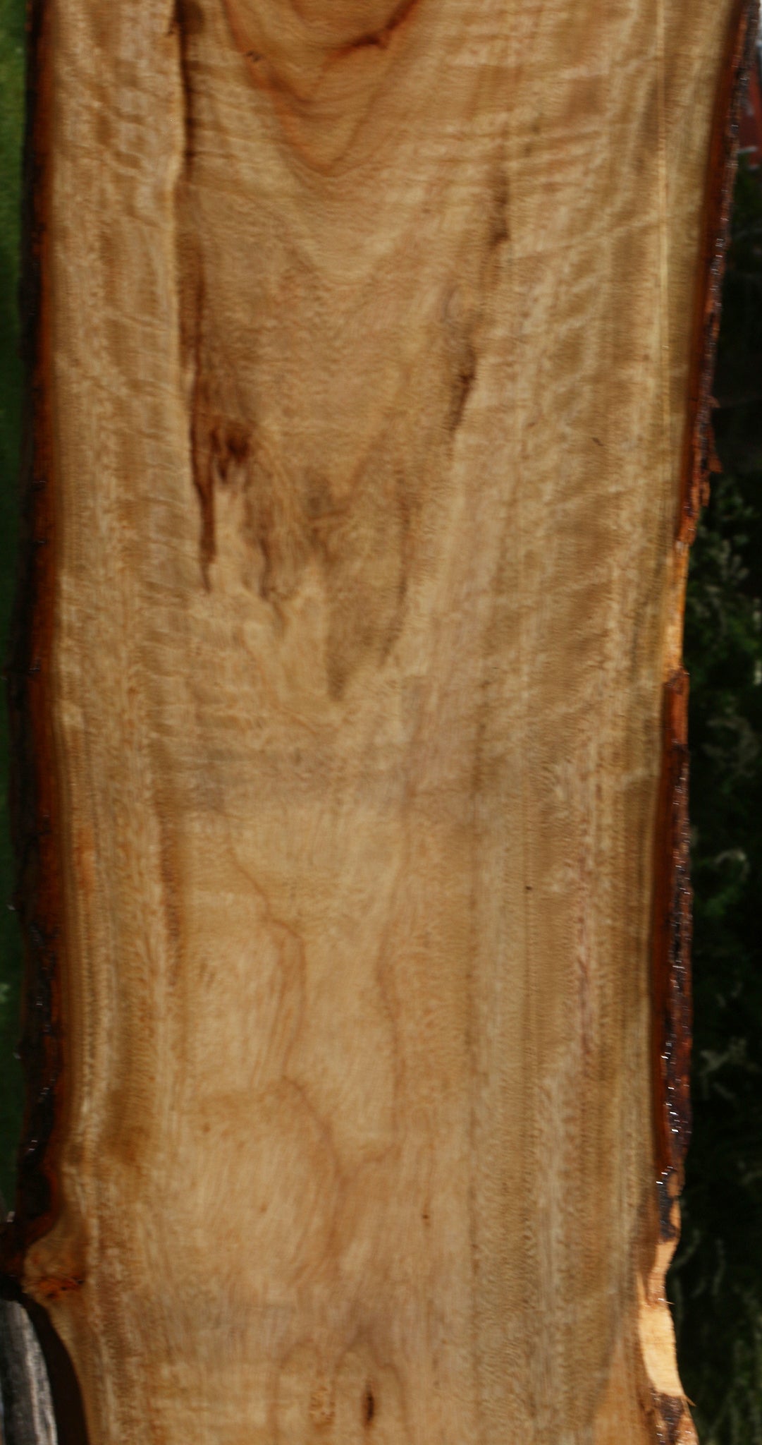 Figured Camphor Live Edge Lumber