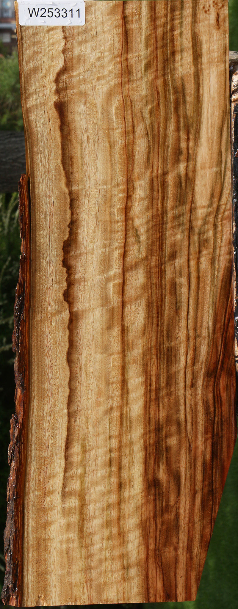 Extra Fancy Camphor Live Edge Drop Top Billet