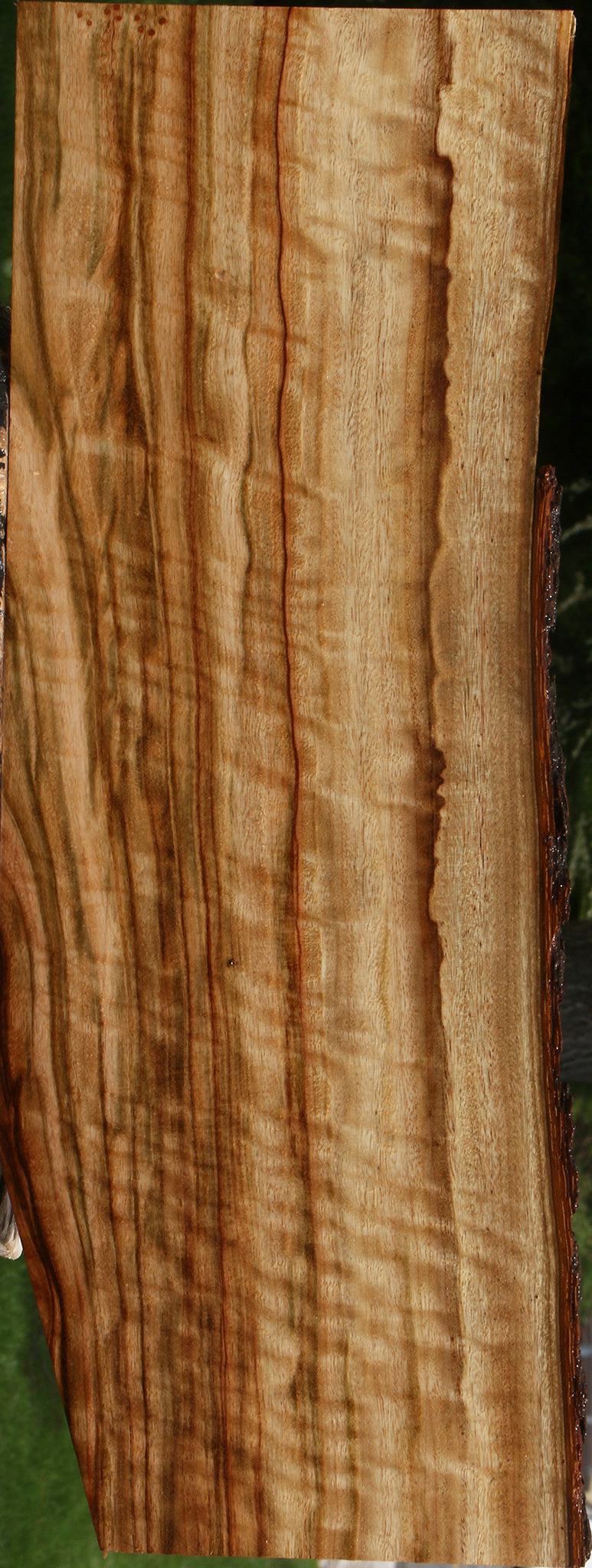 Extra Fancy Camphor Live Edge Drop Top Billet