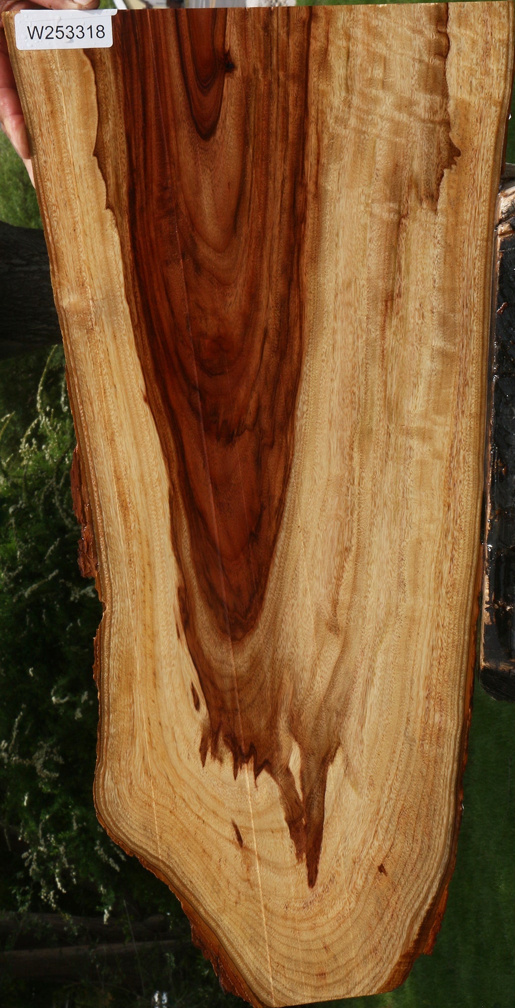 Figured Camphor Live Edge Lumber