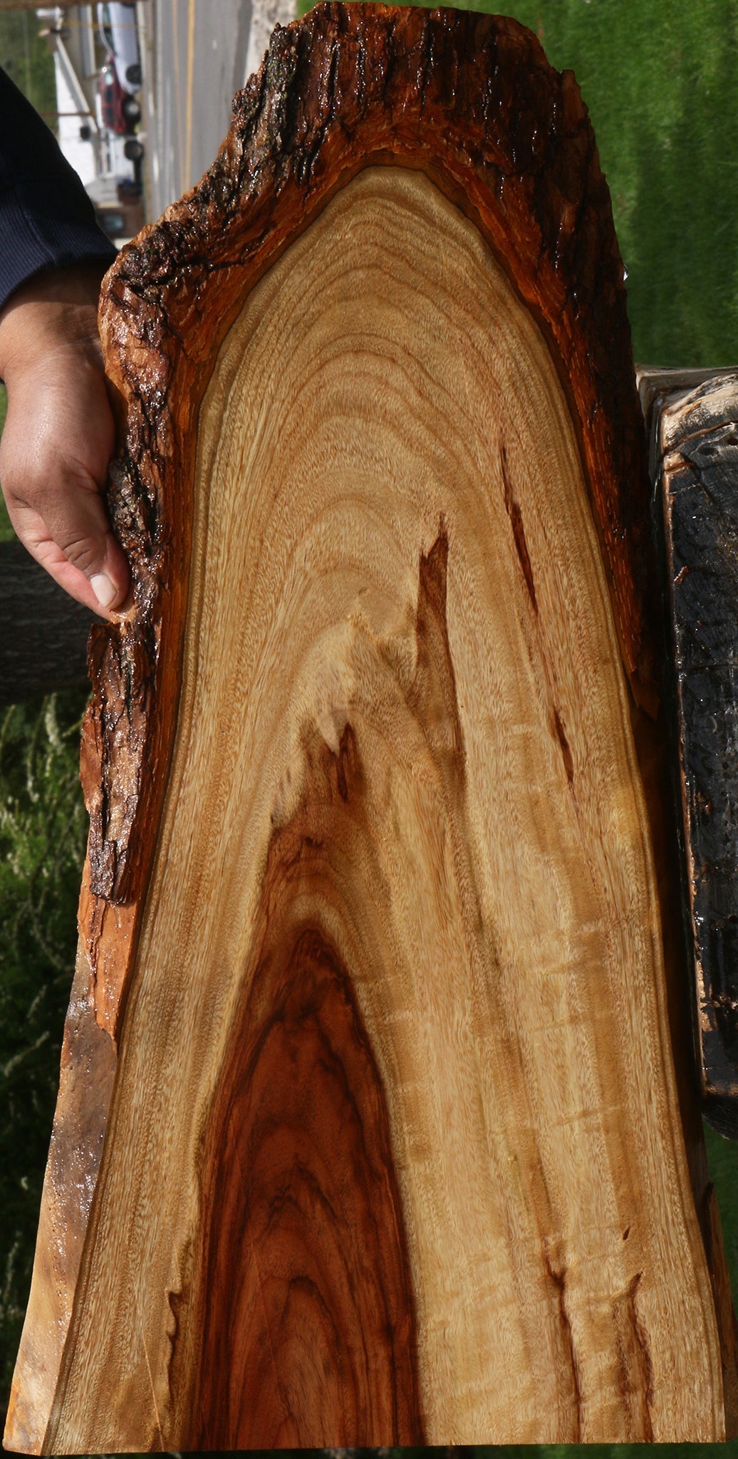 Figured Camphor Live Edge Lumber