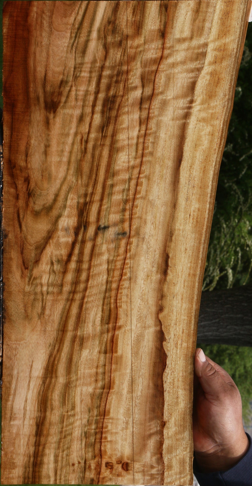 Extra Fancy Camphor Live Edge Drop Top Billet