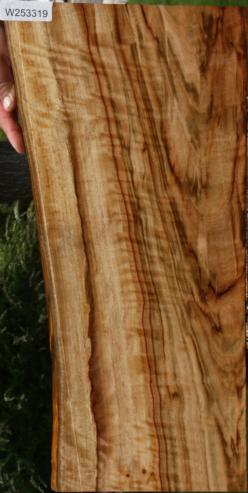 Extra Fancy Camphor Live Edge Drop Top Billet