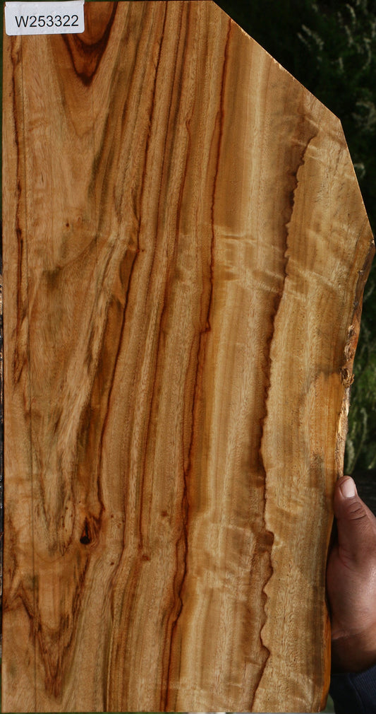 Extra Fancy Camphor Live Edge Lumber