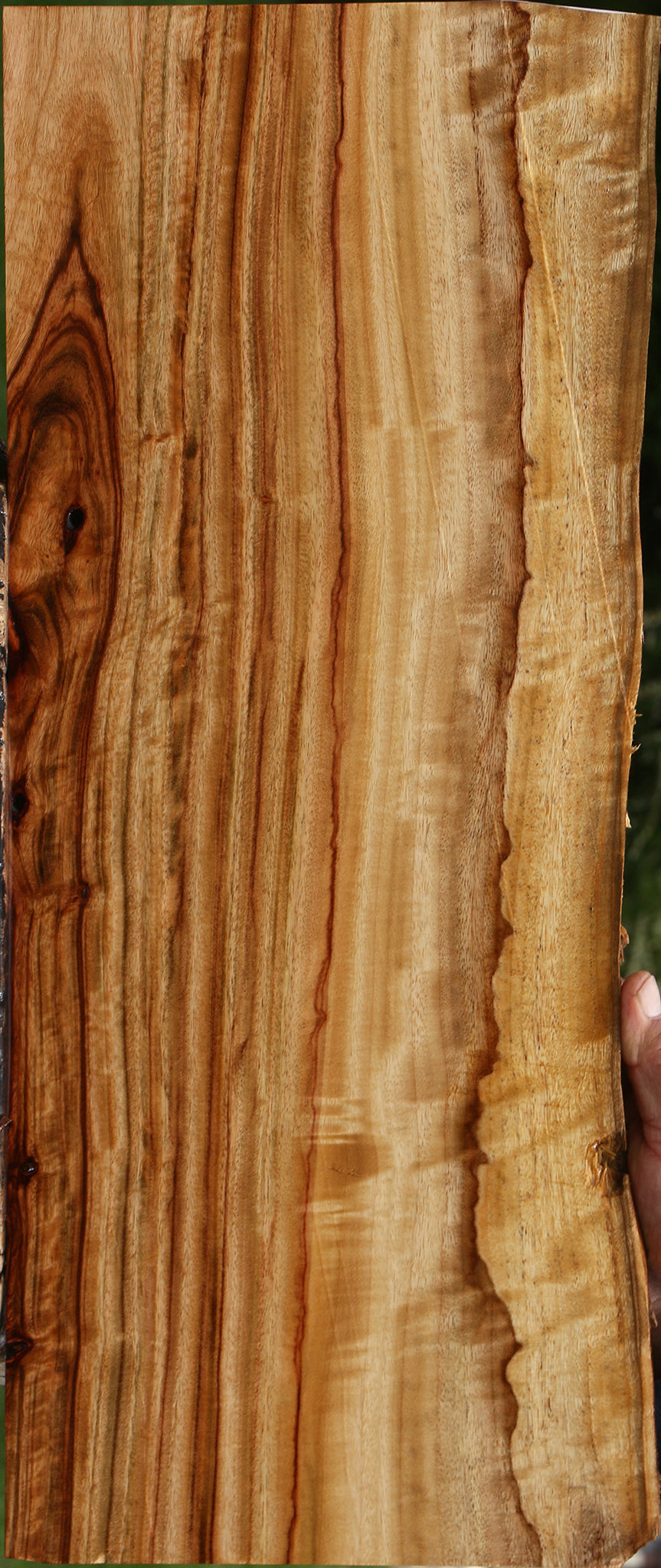 Extra Fancy Camphor Live Edge Lumber