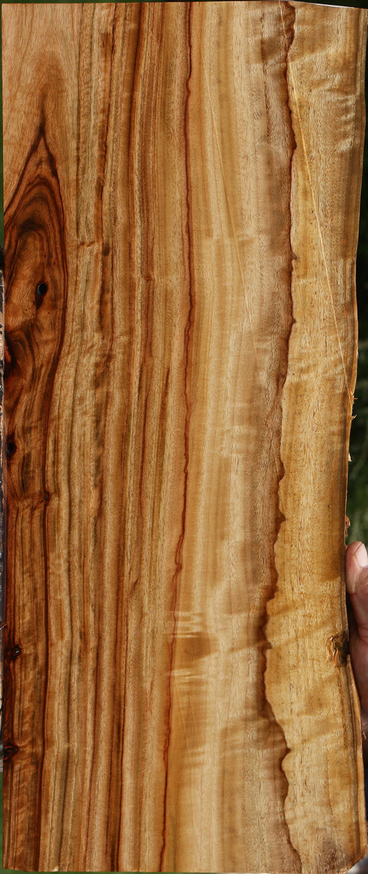 Extra Fancy Camphor Live Edge Lumber