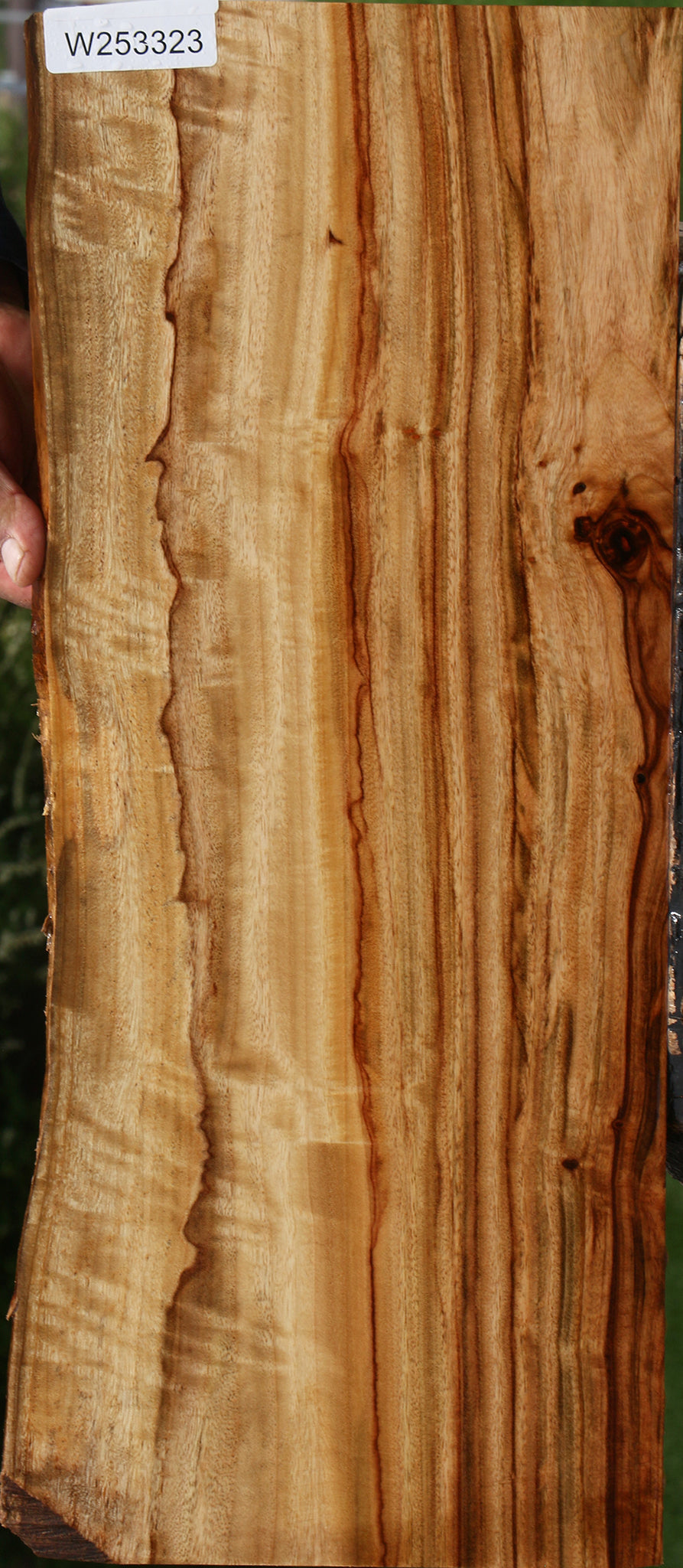 Extra Fancy Camphor Live Edge Lumber