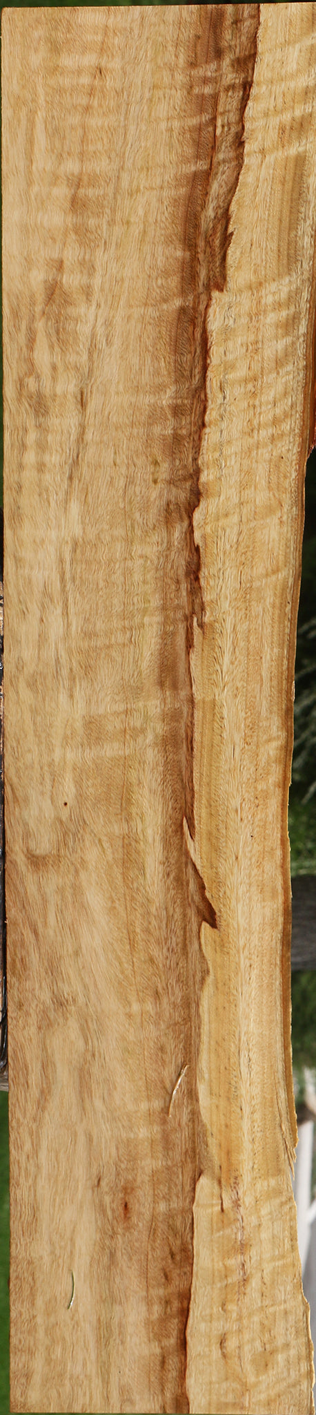 Figured Camphor Live Edge Lumber