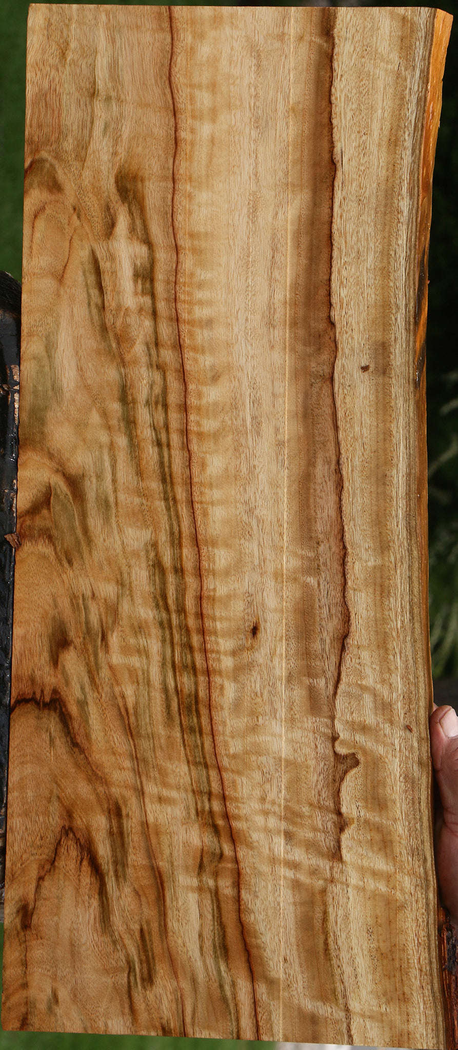 Extra Fancy Camphor Live Edge Lumber