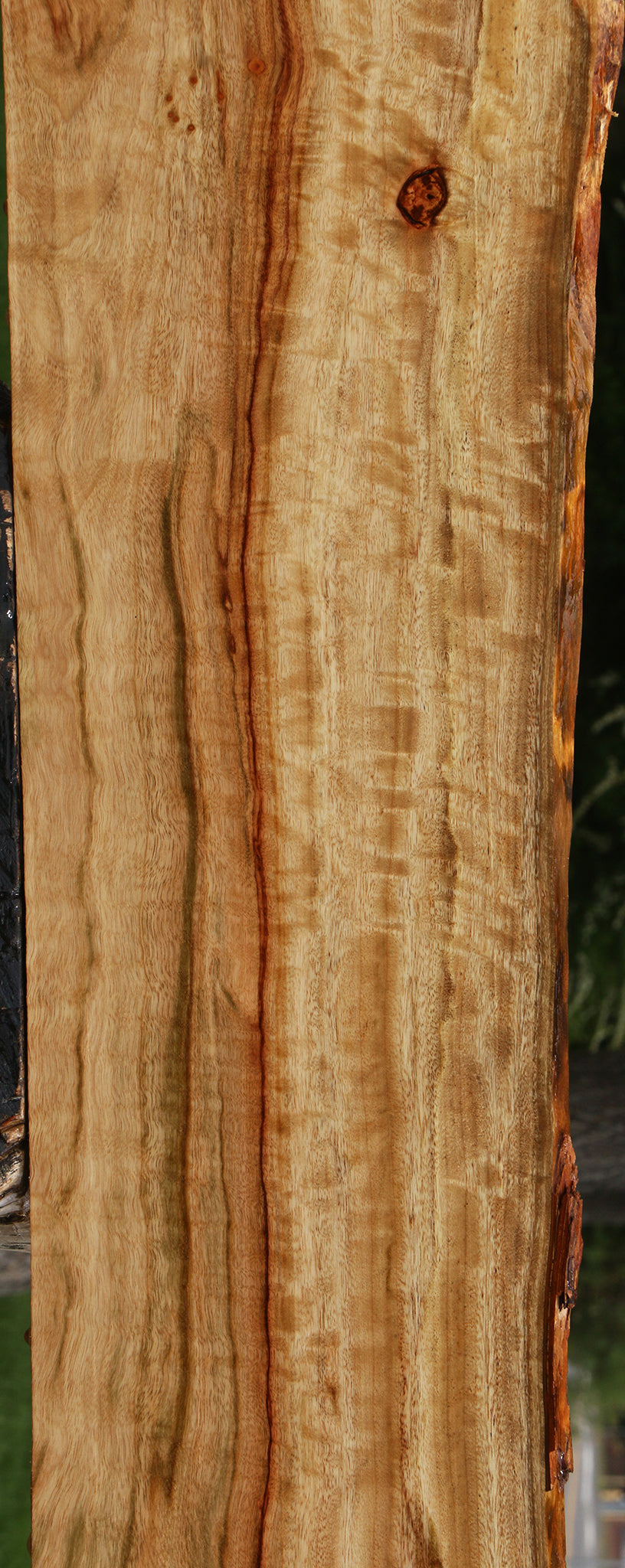 Extra Fancy Camphor Live Edge Lumber