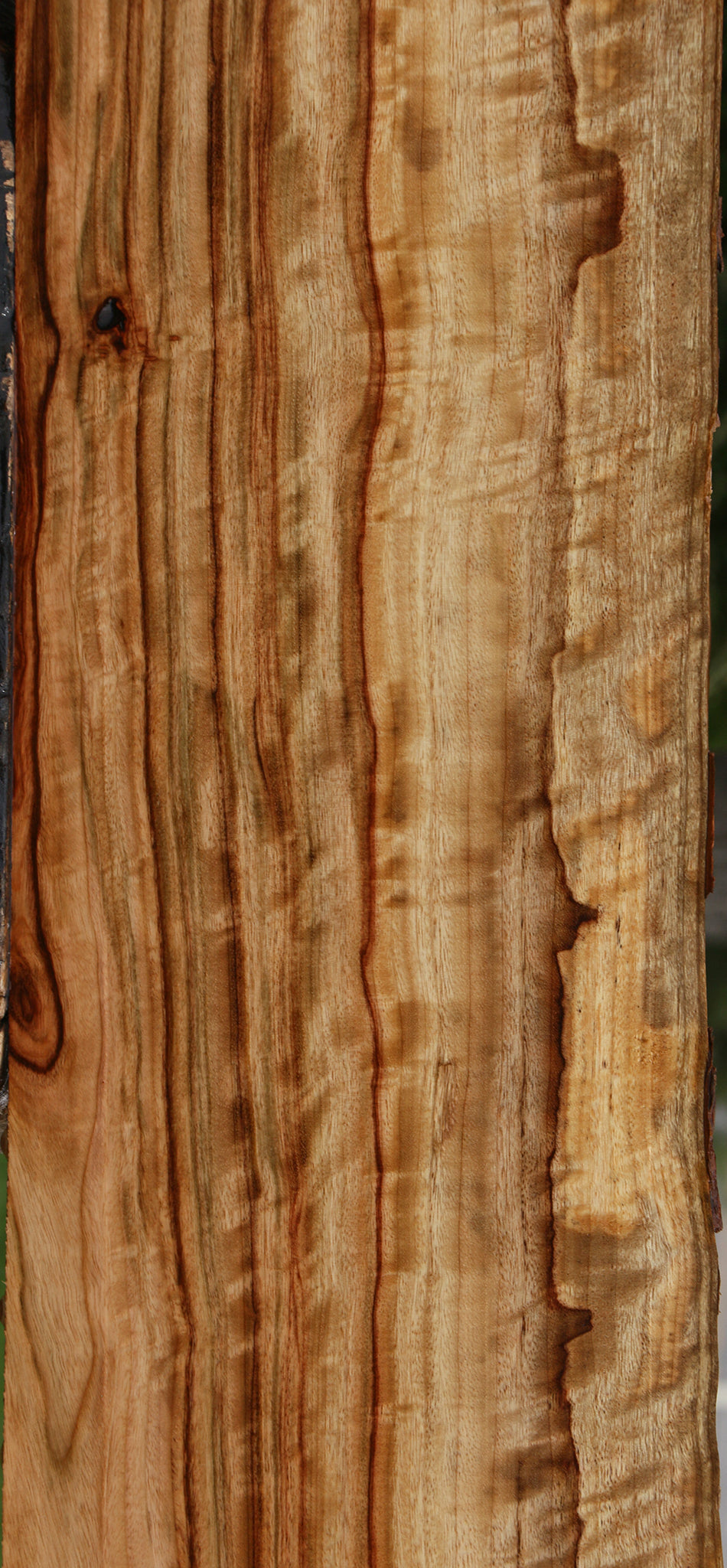 Extra Fancy Camphor Live Edge Lumber