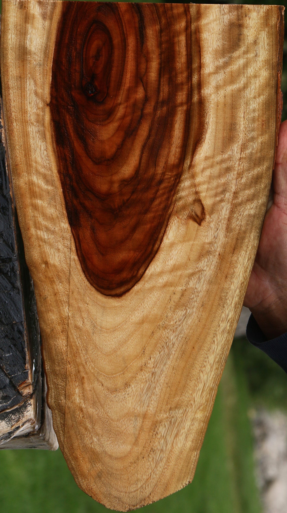 Extra Fancy Camphor Live Edge Lumber