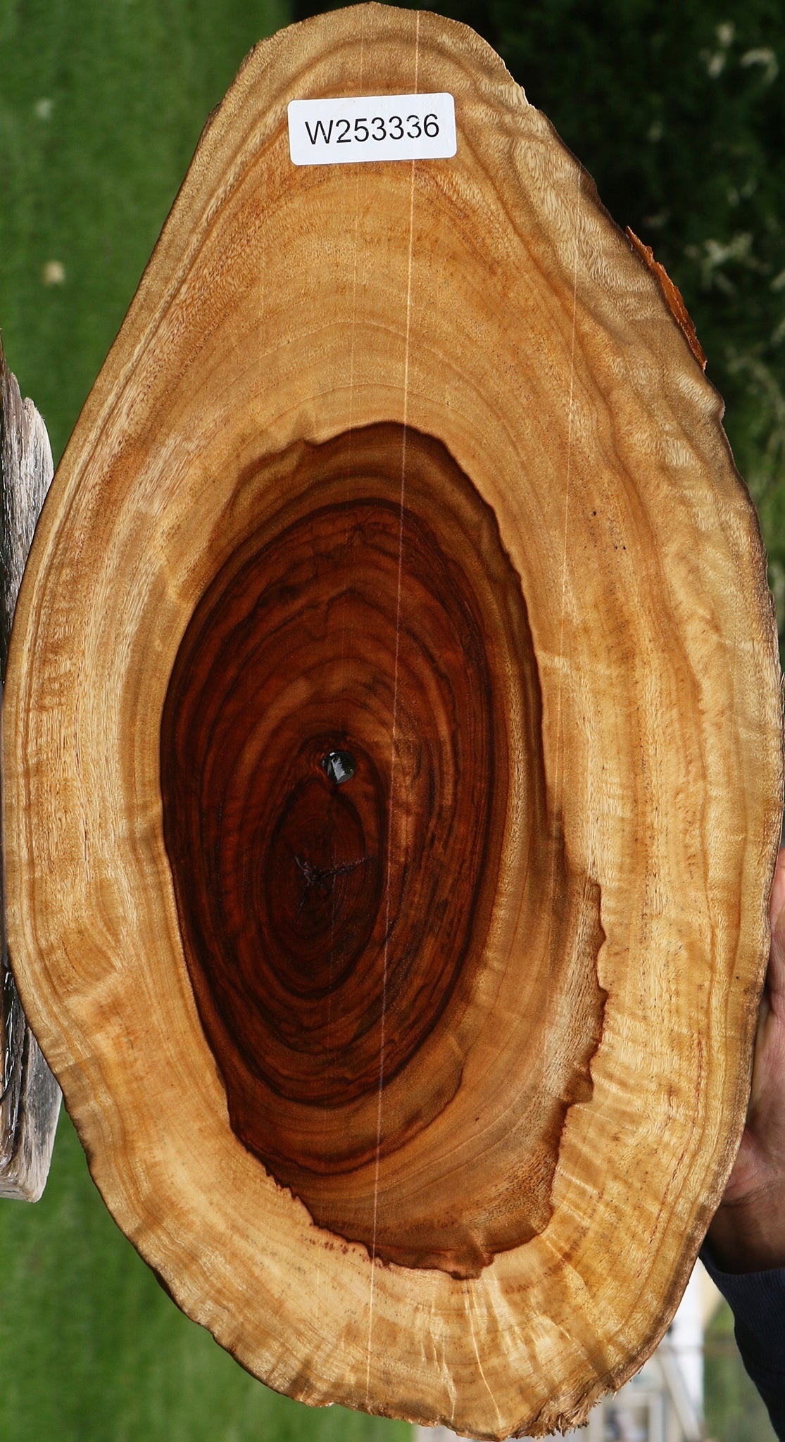 Figured Camphor Live Edge Lumber