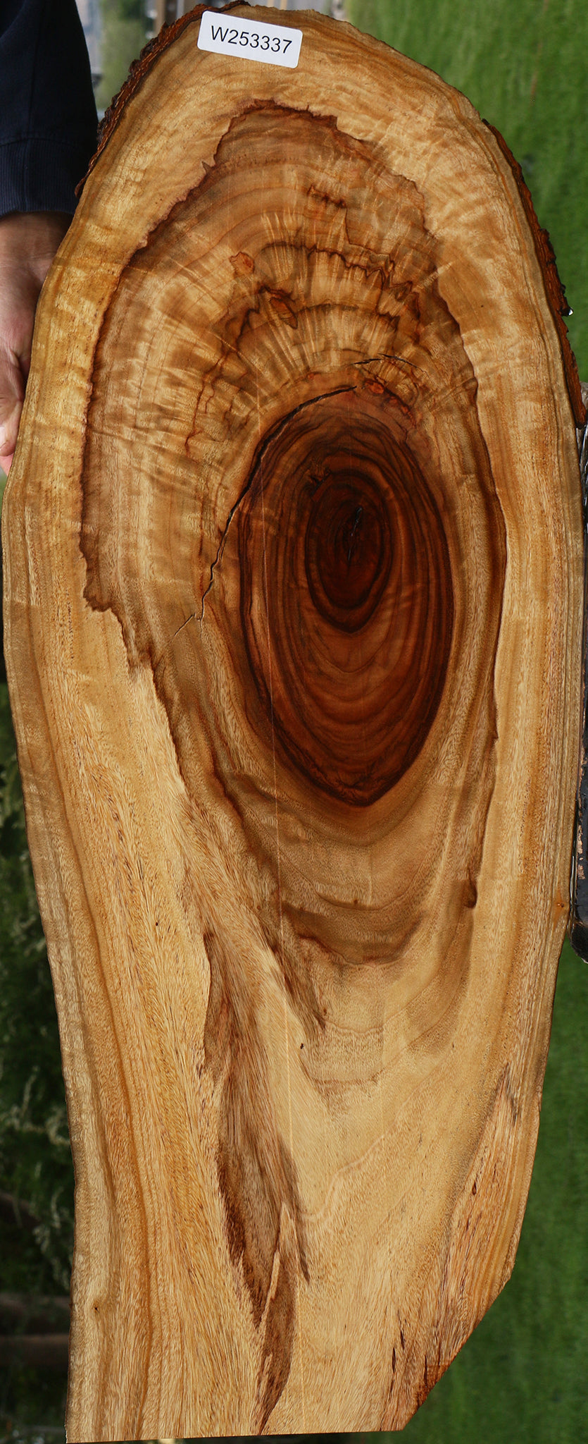 Extra Fancy Crotchwood Camphor Live Edge Lumber
