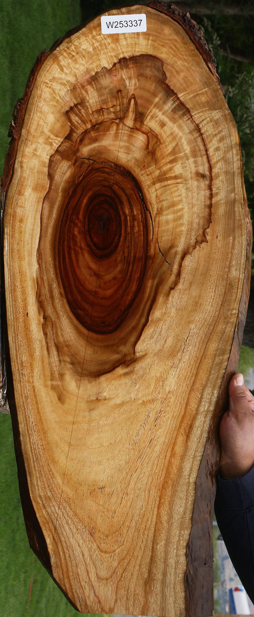 Extra Fancy Crotchwood Camphor Live Edge Lumber