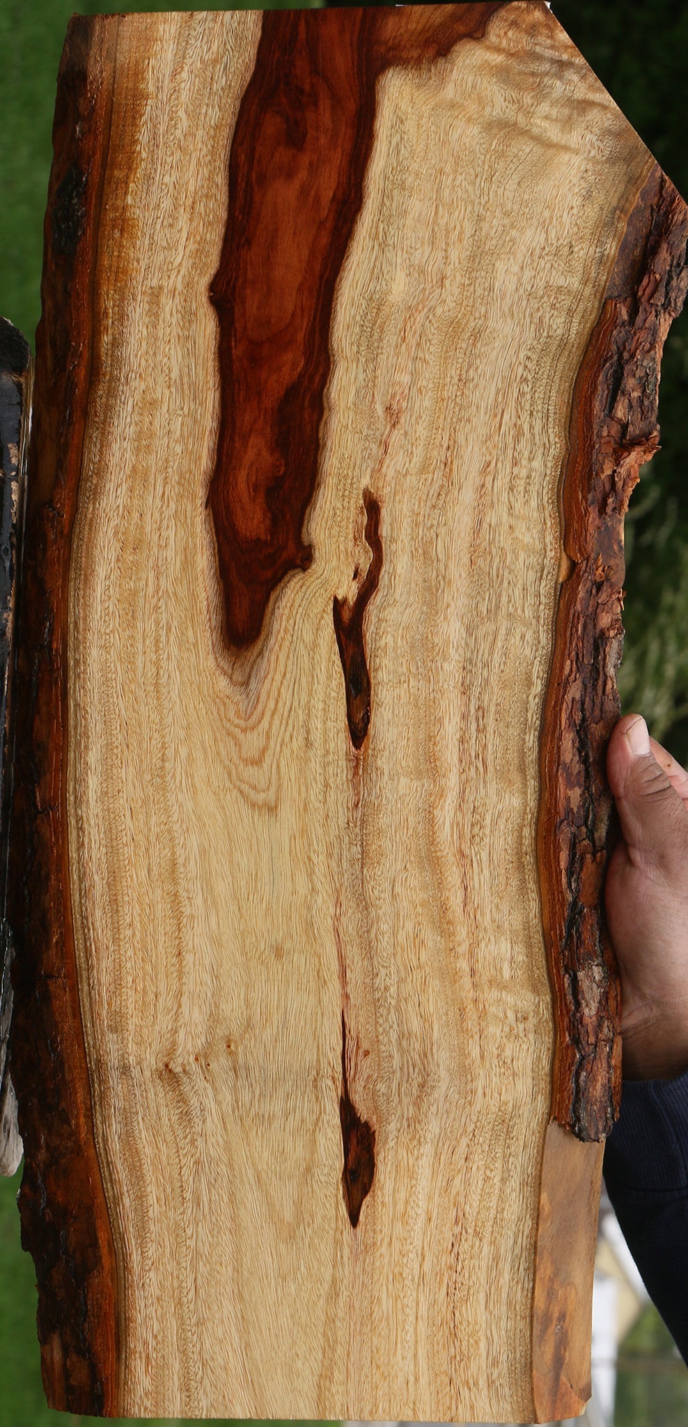 Figured Camphor Live Edge Lumber