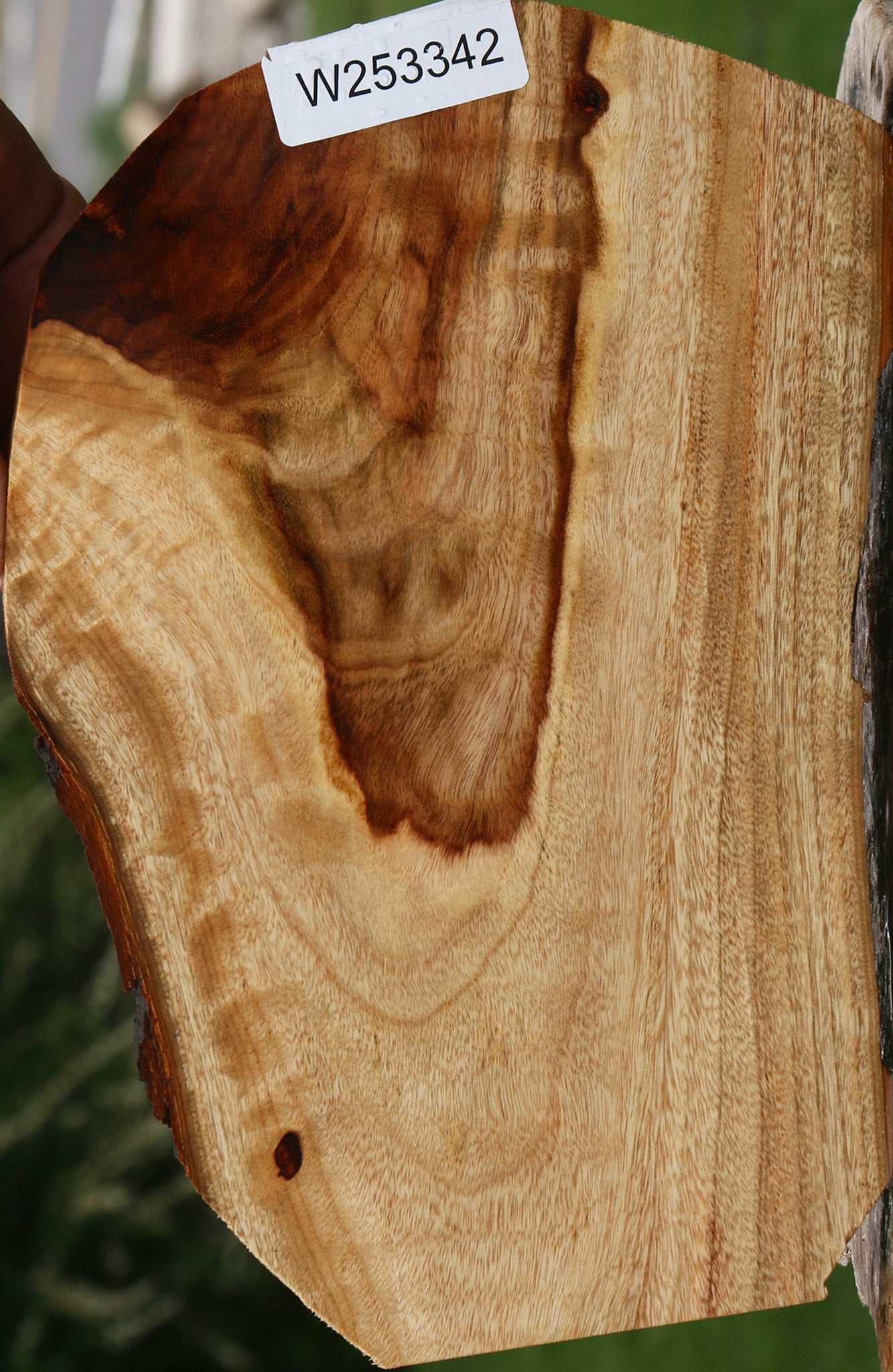 Figured Camphor Live Edge Lumber