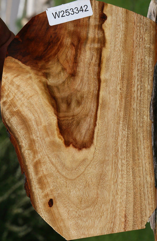 Figured Camphor Live Edge Lumber