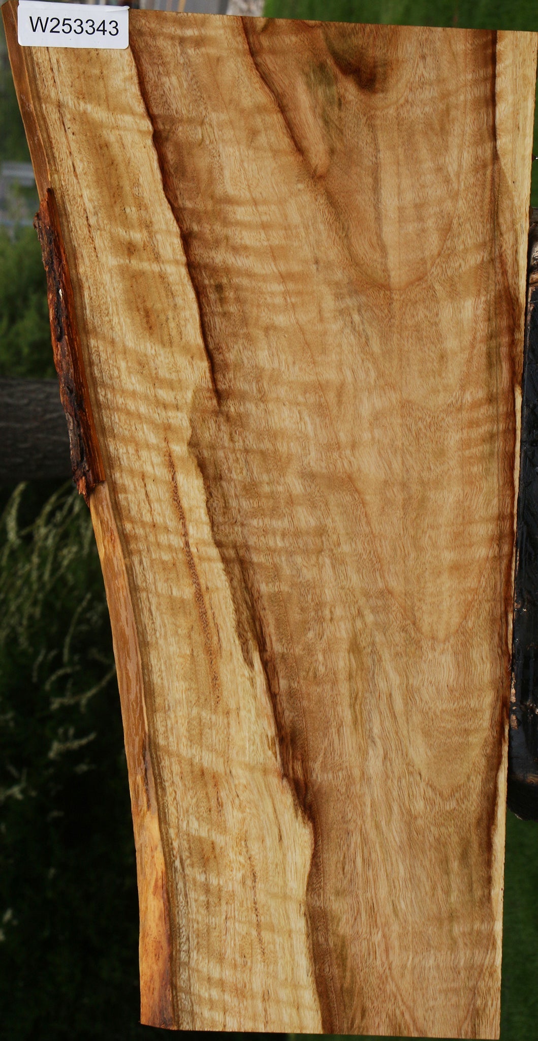 Extra Fancy Camphor Live Edge Lumber