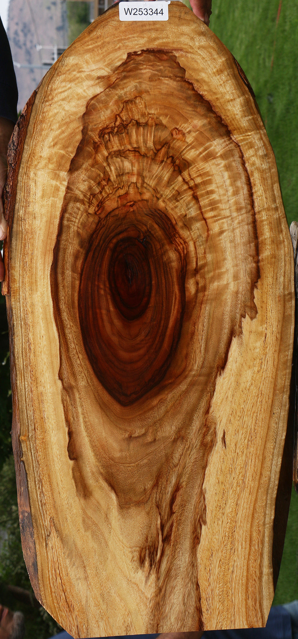 Extra Fancy Crotchwood Camphor Live Edge Lumber