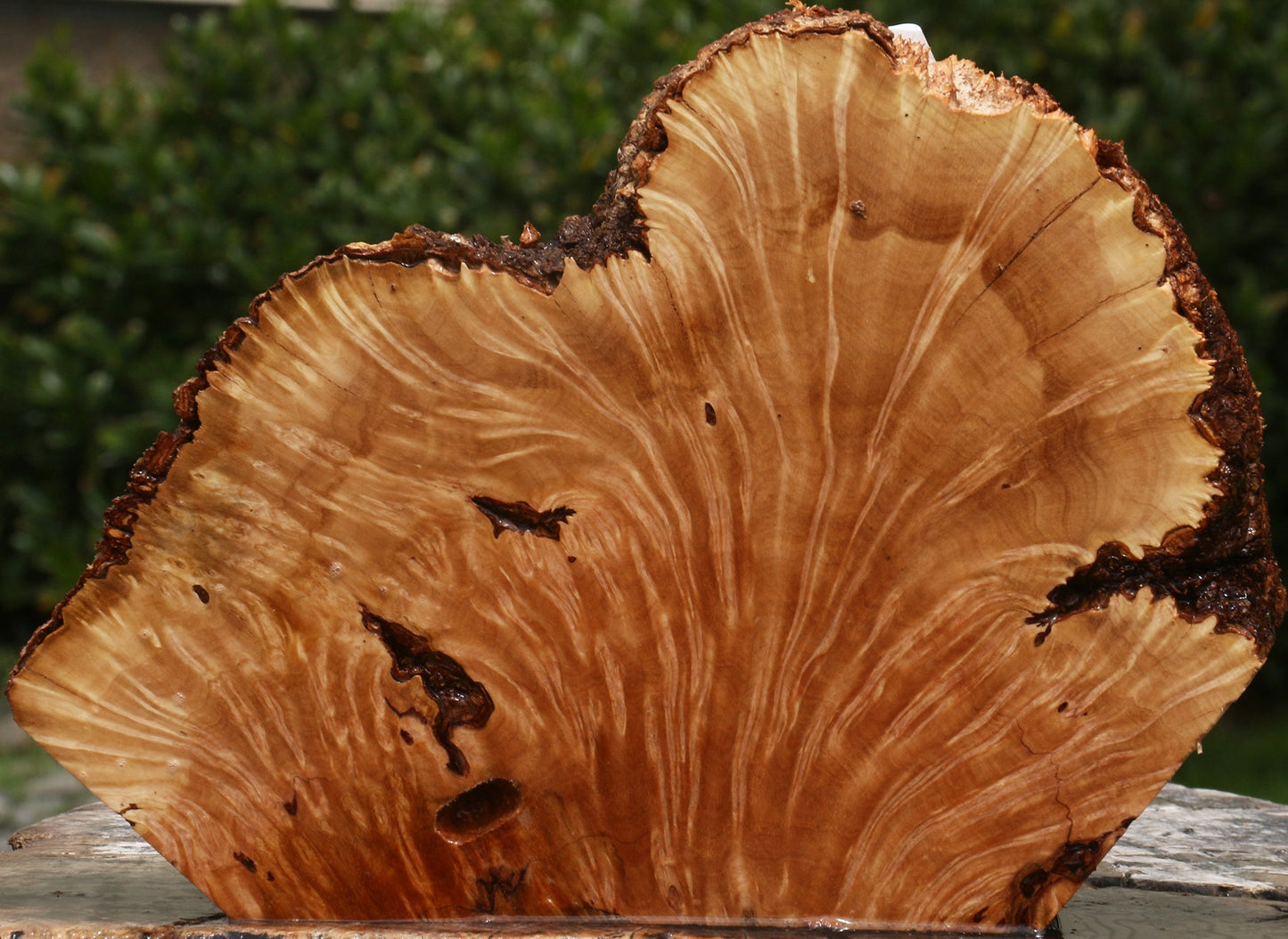 Kanista Burl Live Edge Slice