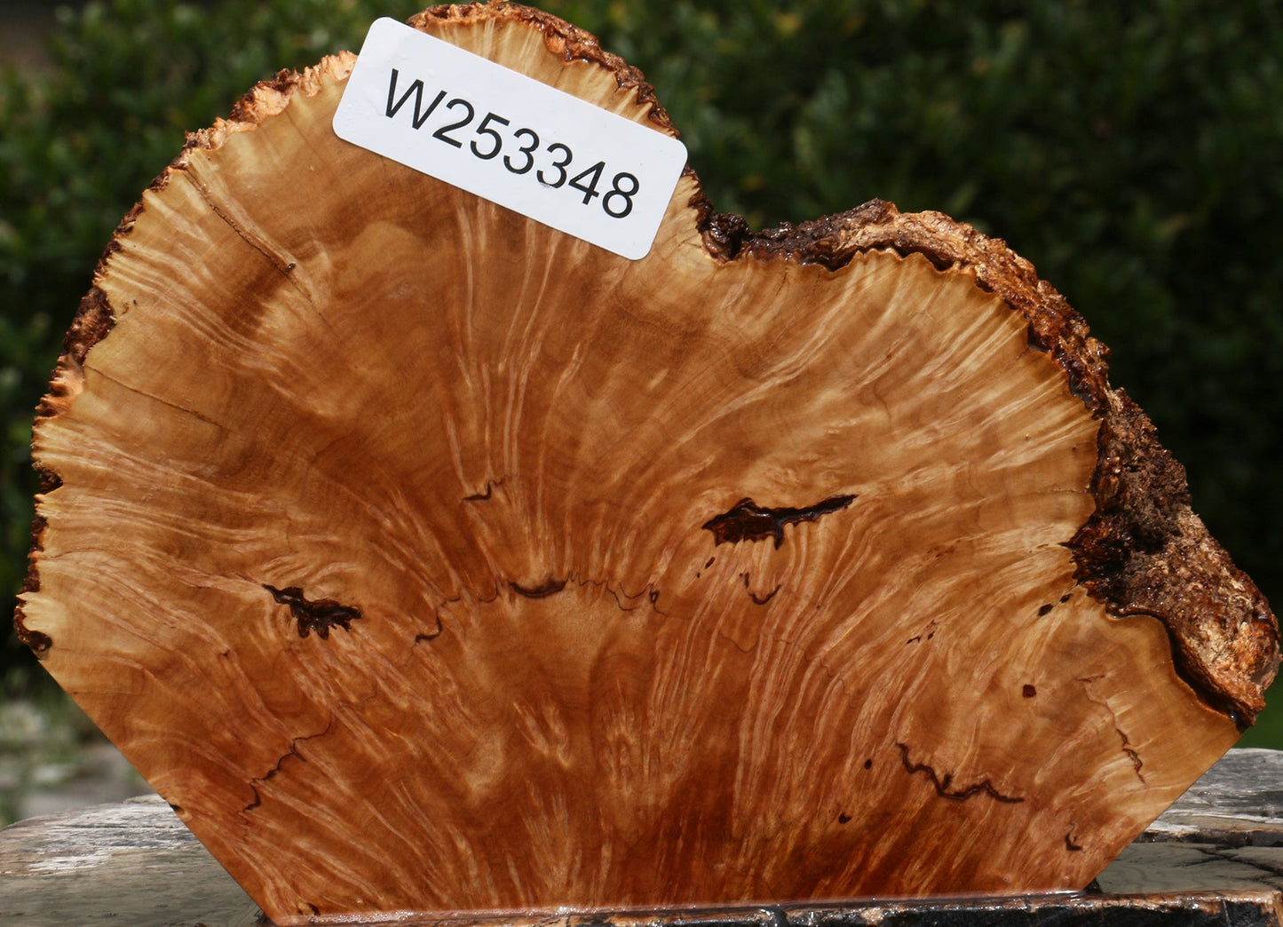 Kanista Burl Live Edge Slice