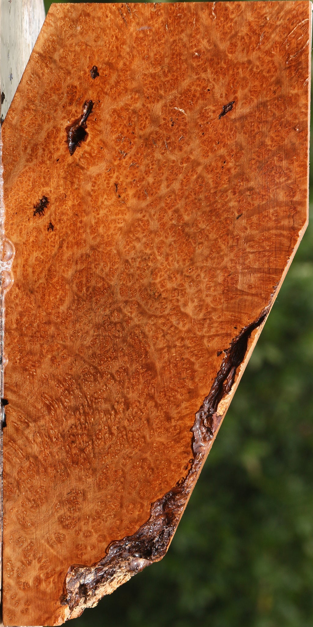 Kanista Burl Lumber