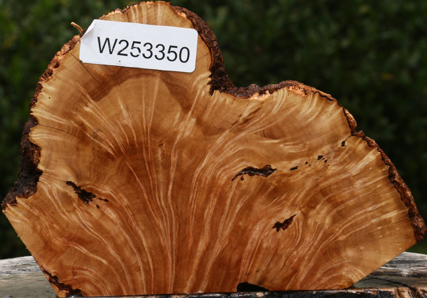 Kanista Burl Live Edge Slice