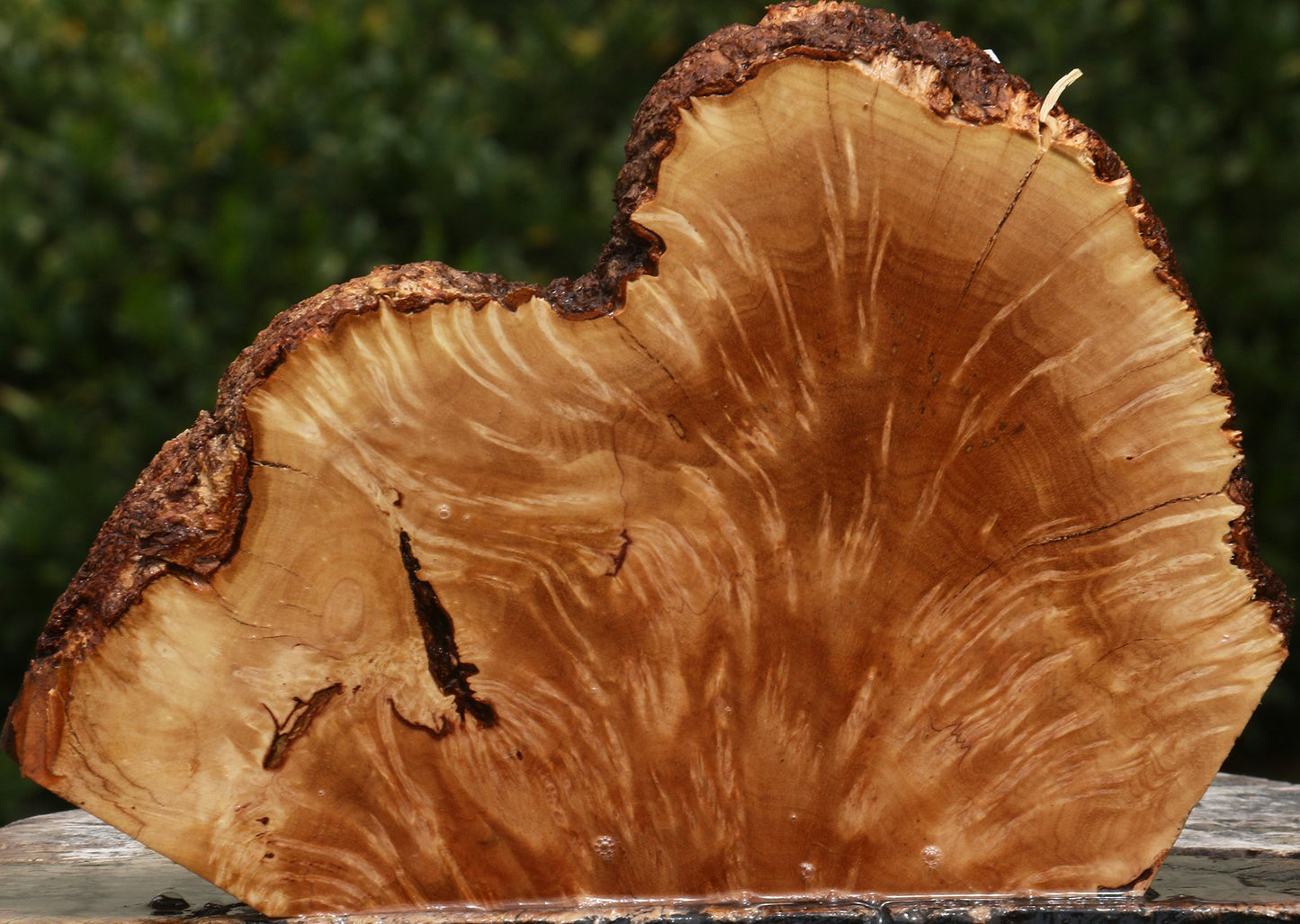 Kanista Burl Live Edge Slice