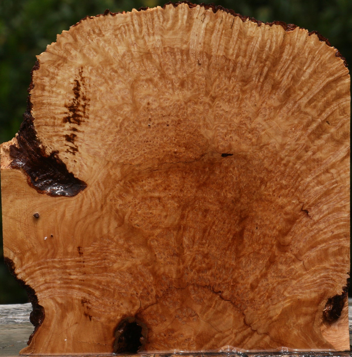 Kanista Burl Live Edge Lumber