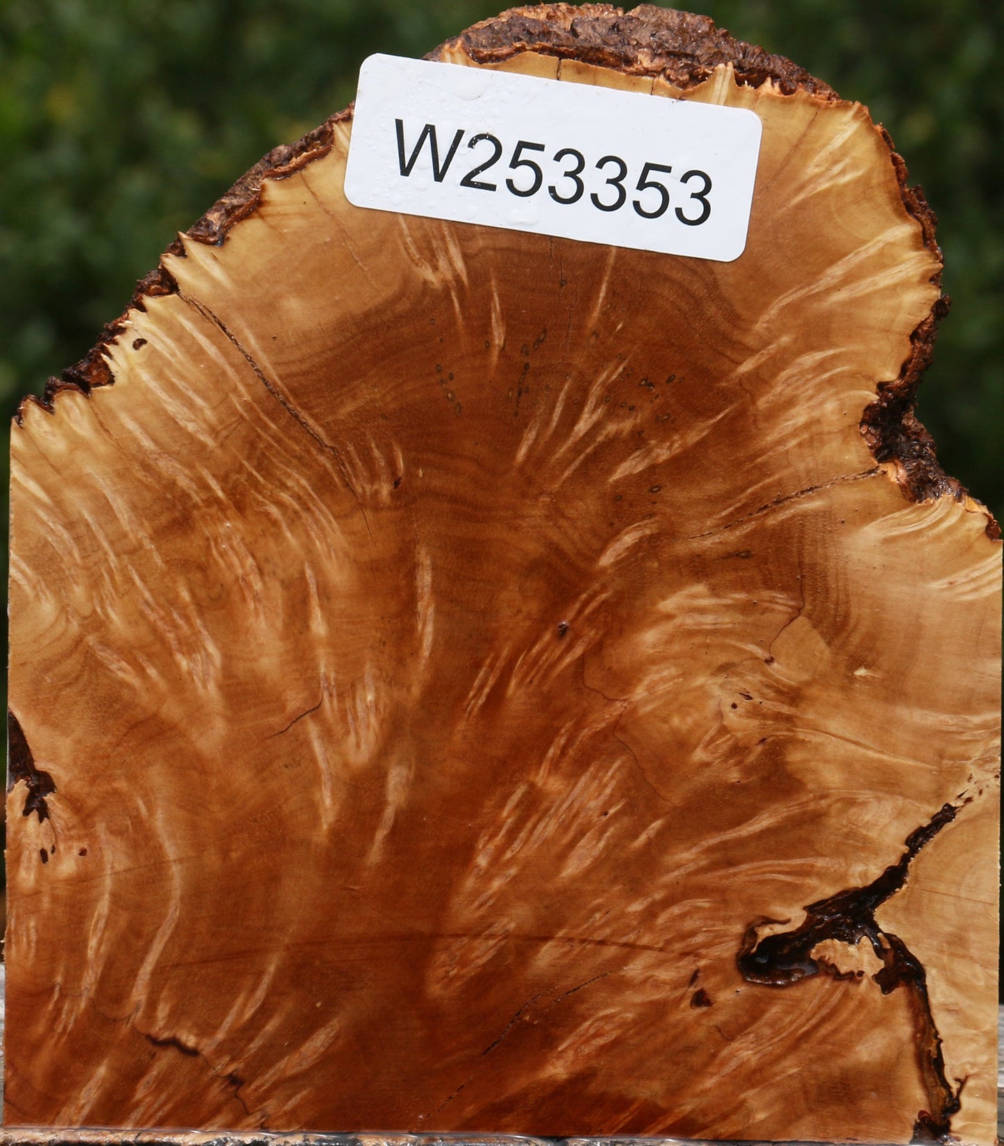 Kanista Burl Live Edge Bowl Blank