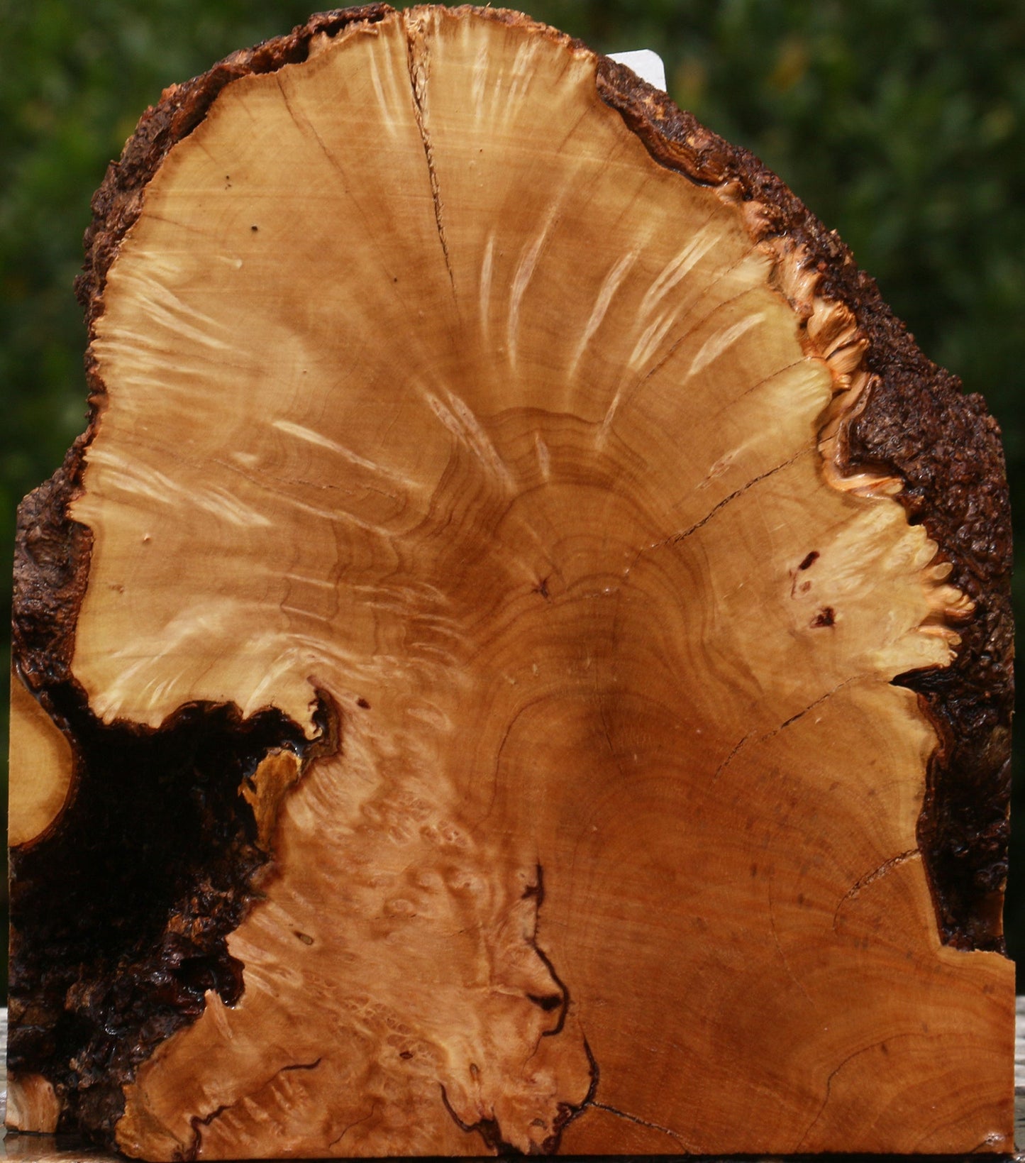 Kanista Burl Live Edge Bowl Blank