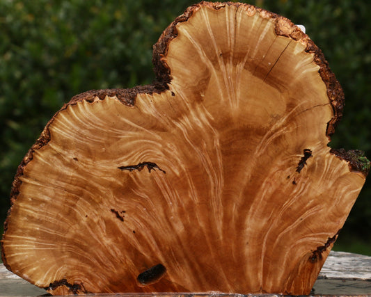 Kanista Burl Live Edge Slice
