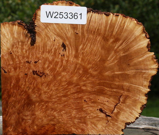 Kanista Burl Live Edge Lumber