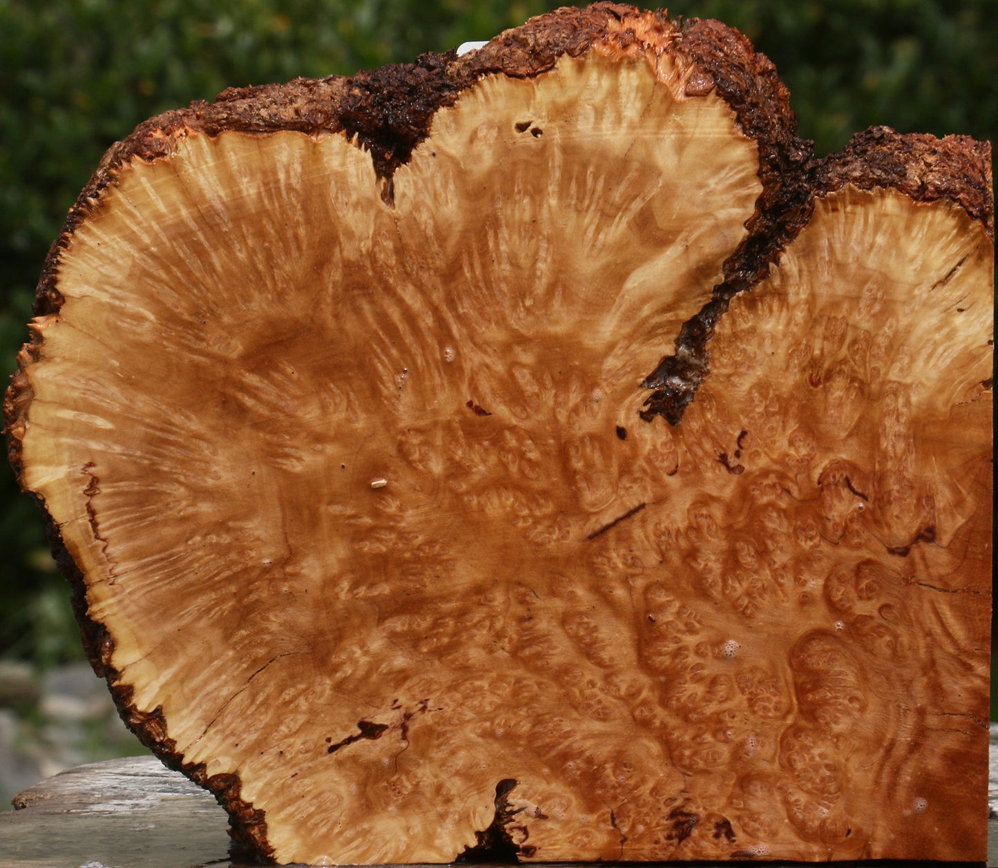 Kanista Burl Live Edge Lumber