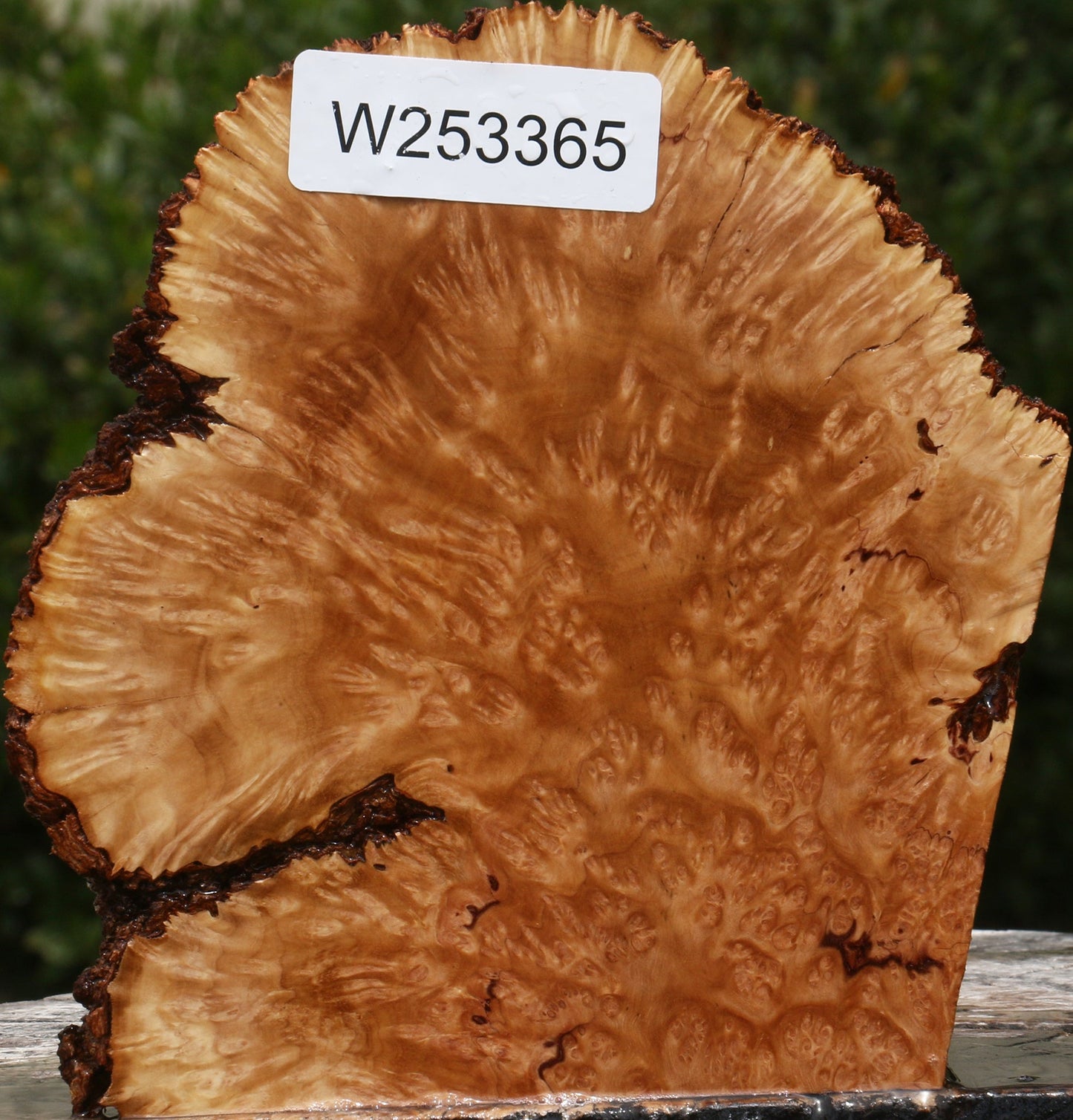 Kanista Burl Live Edge Turning Blank