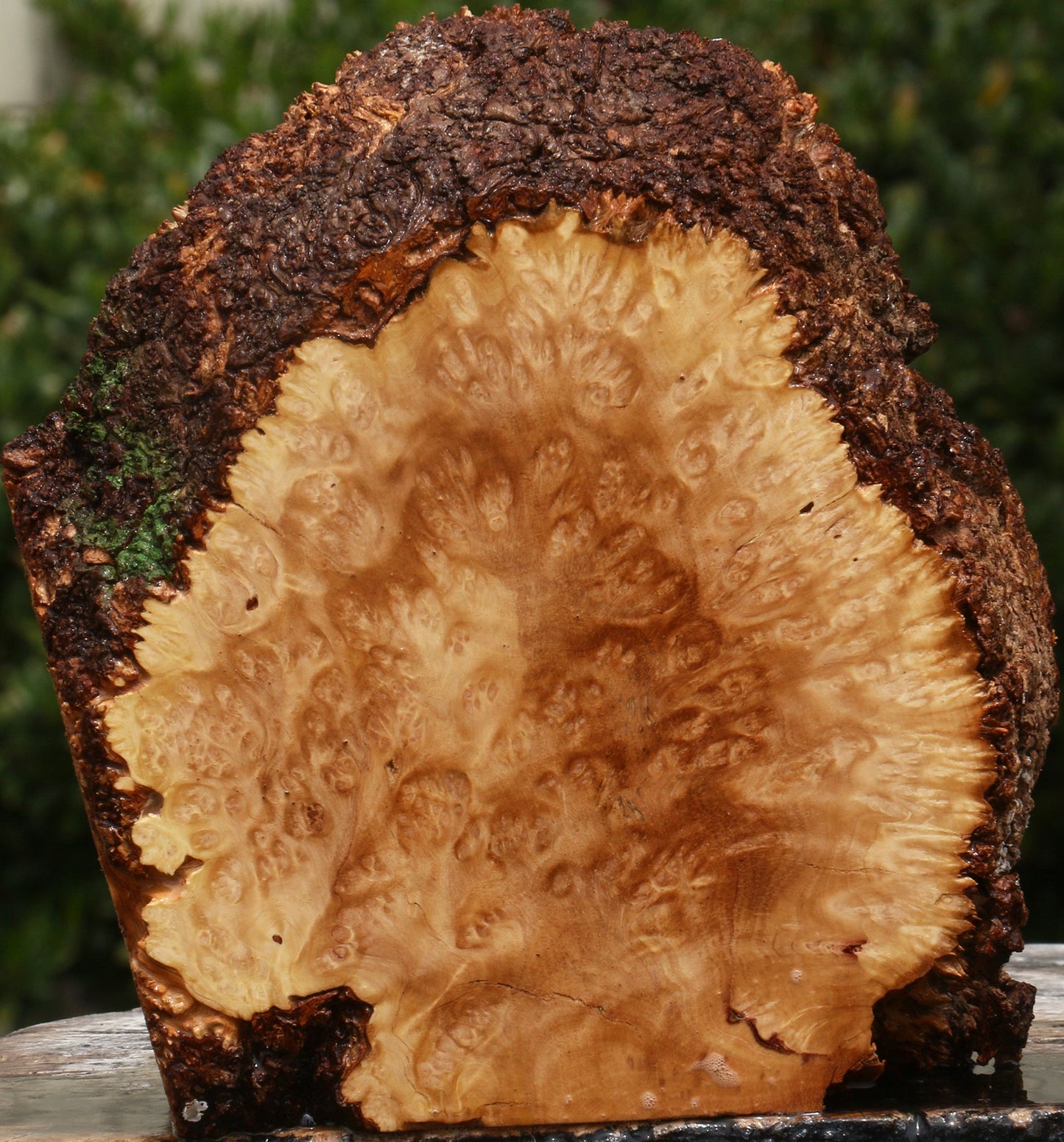 Kanista Burl Live Edge Turning Blank